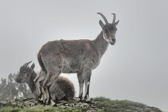 2 Days Simien Mountains Trekking - Practical Tips for Your Trek