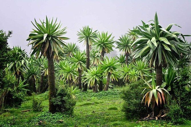 2 Days Simien Mountains Trekking - Frequently Asked Questions
