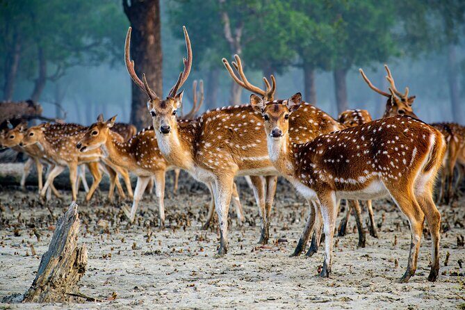 2 Days Sundarban Mangroves Tour from Kolkata - Exploring the Itinerary in Detail