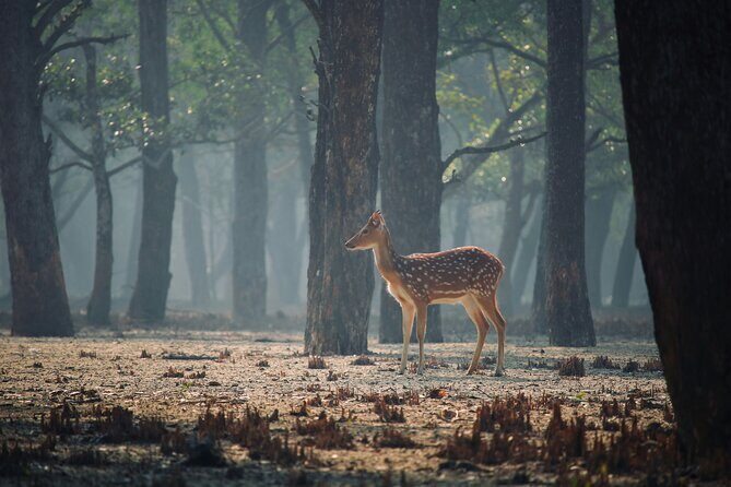 2 Days Sundarban Mangroves Tour from Kolkata - Authentic Reviews & Insights