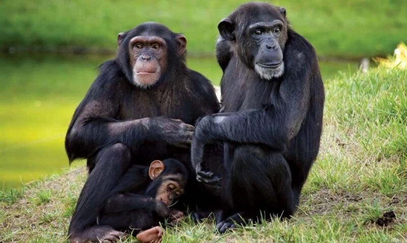 2 Days Sweetwaters Ol Pejeta Conservancy Safari from Nairobi - Who Should Consider This Safari?