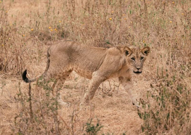 2 Days Tanzania Budget Group Joining Safari - Key Points