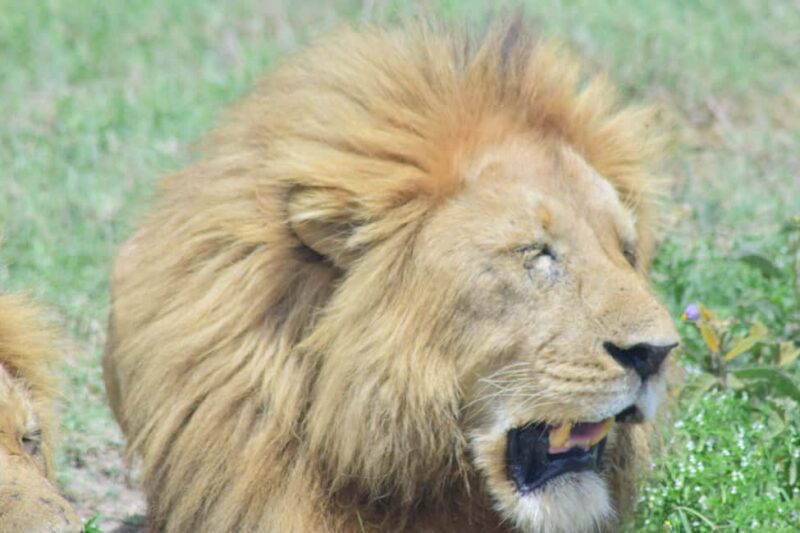 2 Days Tanzania Budget Group Joining Safari - What’s Included & What’s Not