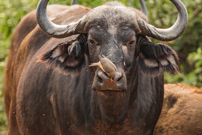 2 Days Tanzania Midrange Group Join Safari - 2 Days Tanzania Midrange Group Join Safari: A Practical & Authentic Wildlife Experience