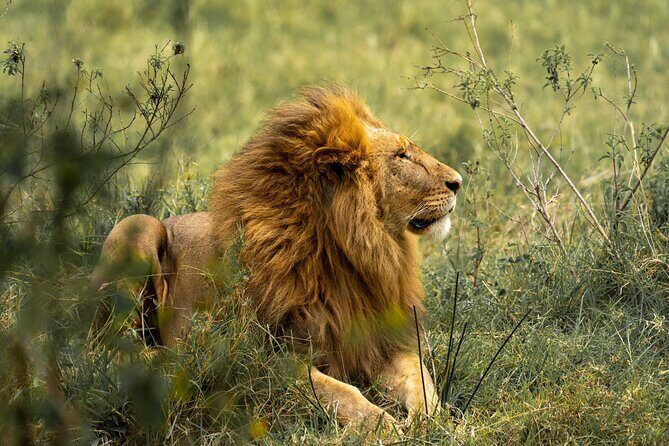 2 Days Tanzania Midrange Group Join Safari - Key Points