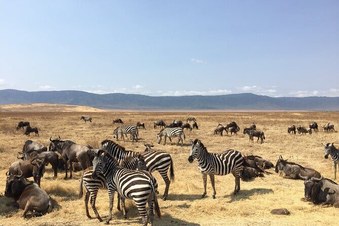 2 Days Tanzania Midrange Group Join Safari - Who Is This Tour Best For?