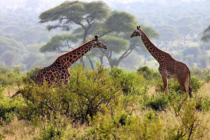 2 Days Tanzania Safari - The Itinerary in Detail