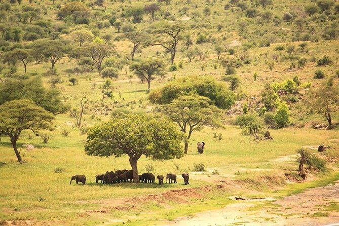 2 Days Tanzania Safari - Practical Considerations