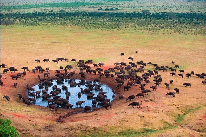 2 Days Tanzania Safari - Lake Manyara and Tarangire National Park - An In-Depth Look at the 2-Day Tanzanian Safari Experience