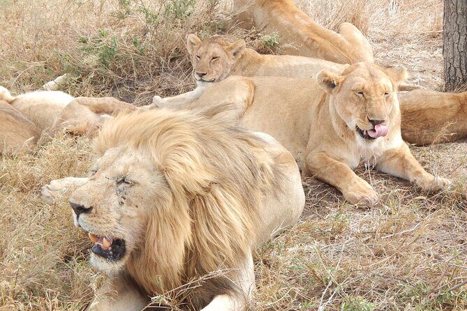 2 Days Tarangire and Ngorongoro Crater Tour - Final Thoughts: Why Choose This Tour?