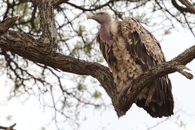 2 Days Tarangire and Ngorongoro Group Camping Safari - Detailed Overview of the Experience
