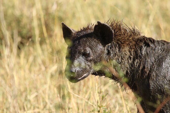 2 Days Tarangire and Ngorongoro Group Camping Safari - Practical Details & Considerations