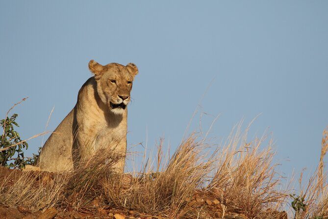 2 Days Tarangire and Ngorongoro Group Camping Safari - The Sum Up