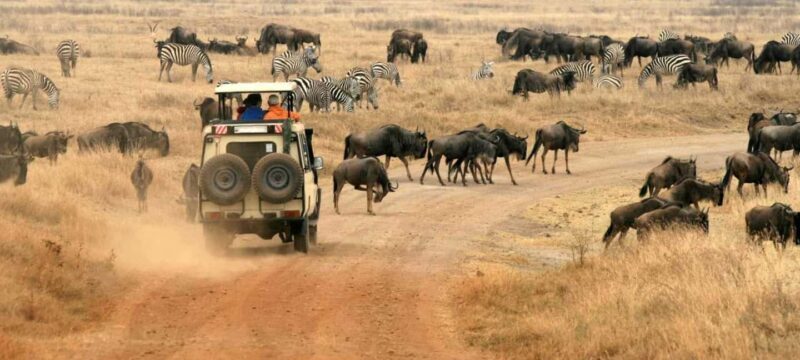 2 Days Tarangire and Ngorongoro Mid Luxury Safari & Flights - Practical Tips for Your Safari