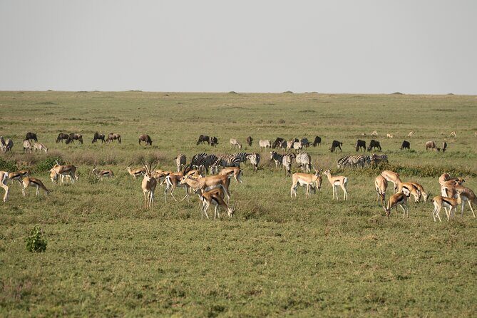 2 Days Tarangire and Ngorongoro Mid-Range Group Safari - Why Choose This Safari?