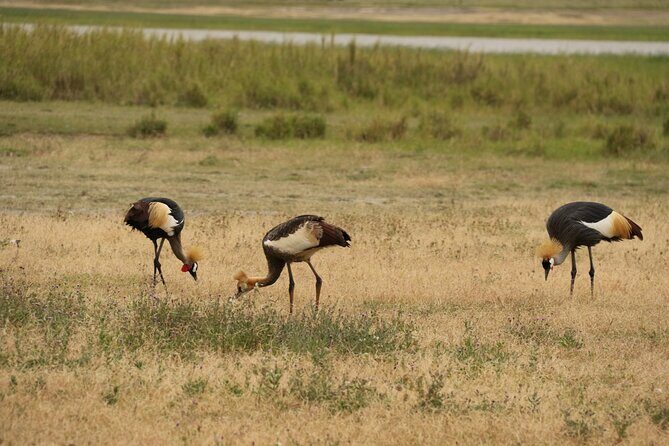 2 Days Tarangire and Ngorongoro Mid-Range Group Safari - Guides and Customer Service
