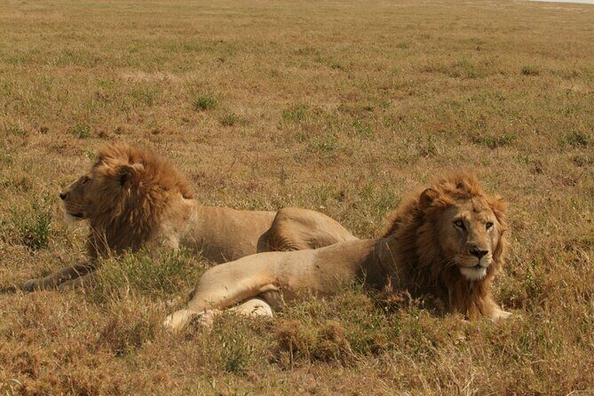 2 Days Tarangire and Ngorongoro Safari from Zanzibar - Transportation and Comfort