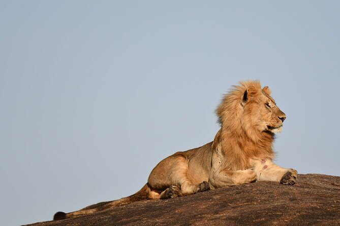 2 Days Tarangire and Ngorongoro Safari from Zanzibar - Final Thoughts: Is This Safari Right for You?