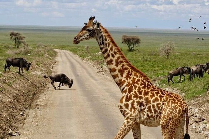 2 days Tarangire and Ngorongoro short safari - FAQs