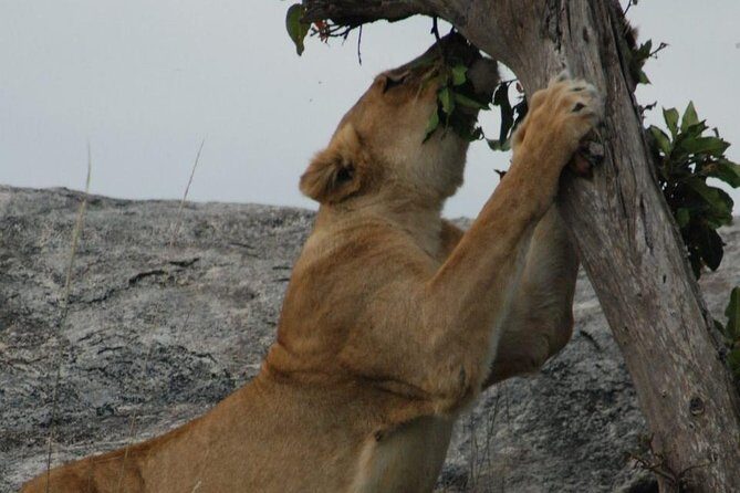 2 Days Tarangire & Ngorongoro Budget Safari Tour Tanzania - Final Thoughts