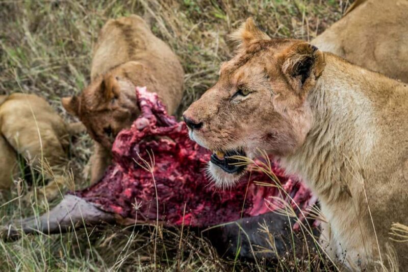 2 Days Tarangire & Ngorongoro Crater - Key Points