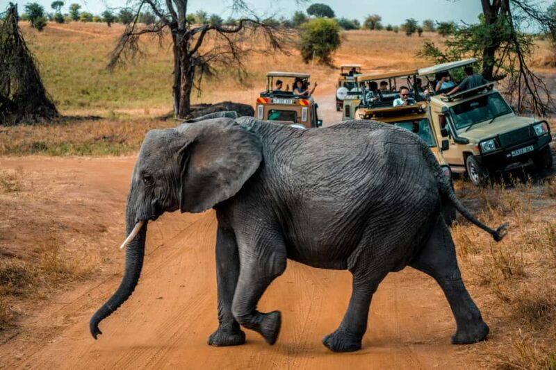 2 Days Tarangire & Ngorongoro Crater - A Practical Guide to the 2 Days Safari in Tanzania
