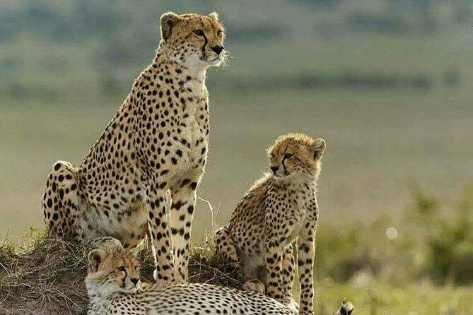 2 Days Theatre of The Wild Tsavo Experience - The Itinerary in Detail