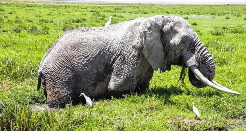 2 DAYS TO AMBOSELI NATIONAL PARK FROM NAIROBI - Day 2: Early Morning Safaris and Return to Nairobi