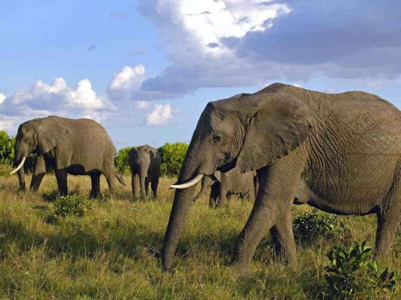 2 Days to Amboseli National Park with Masai Village Tour - The Experience from the Reviews
