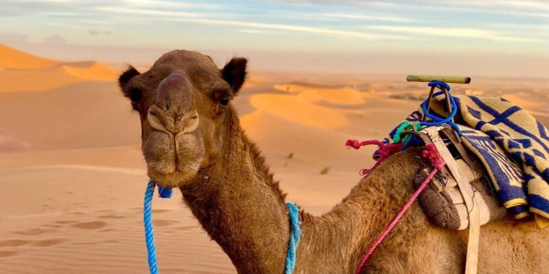 2 Days to Zagora Desert tour - ait ben haddou - Key Points  
