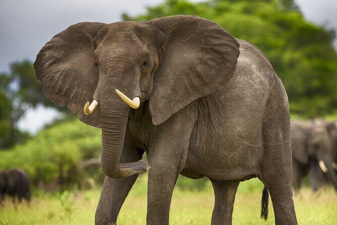 2 Days Tour From Zanzibar to Nyerere National Park (Selous GR) - An In-Depth Look at the Safari Experience