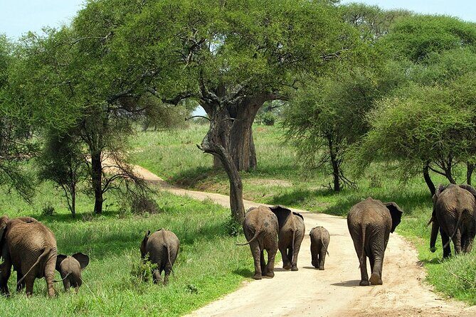 2 days Tour Tarangire & Ngorongoro - Transportation & Logistics
