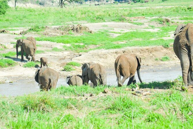 2 days Tour Tarangire & Ngorongoro - Final Thoughts