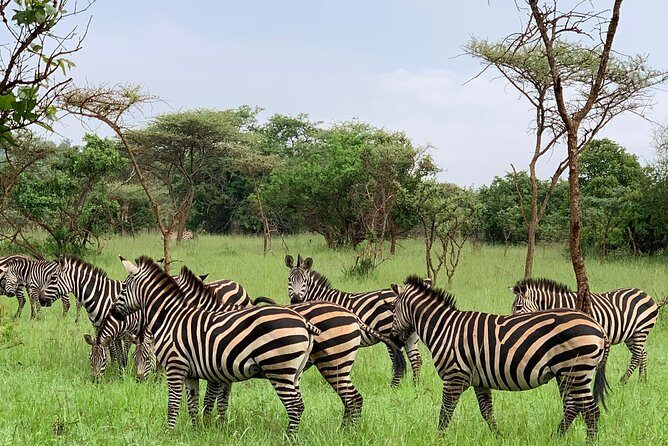 2 days trip_Akagera National Park (Wildlife Safari) - FAQ: Common Questions About the Akagera Safari Tour