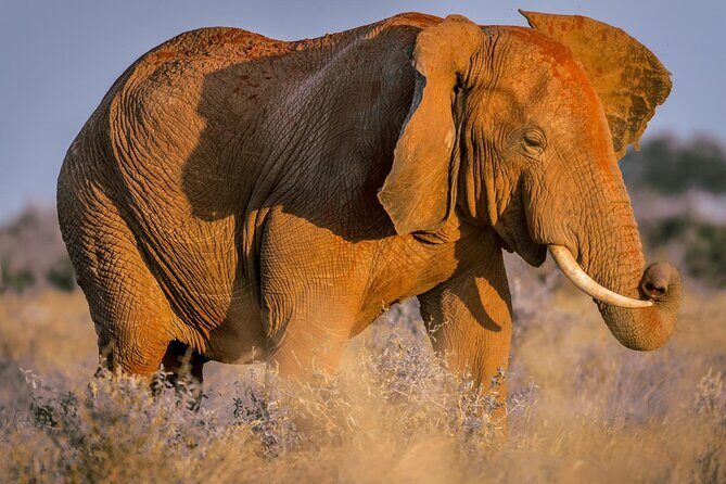 2 Days Tsavo East and Ngutuni Sanctuary starting from Mombasa. - Key Points