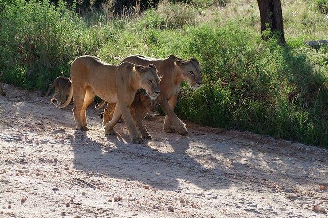 2 Days Tsavo East and Ngutuni Sanctuary starting from Mombasa. - Final Thoughts