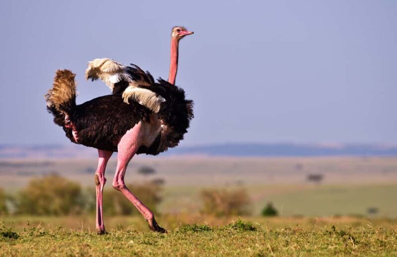 2 days Tsavo East and saltlick safari from Diani/Mombasa - Key Points