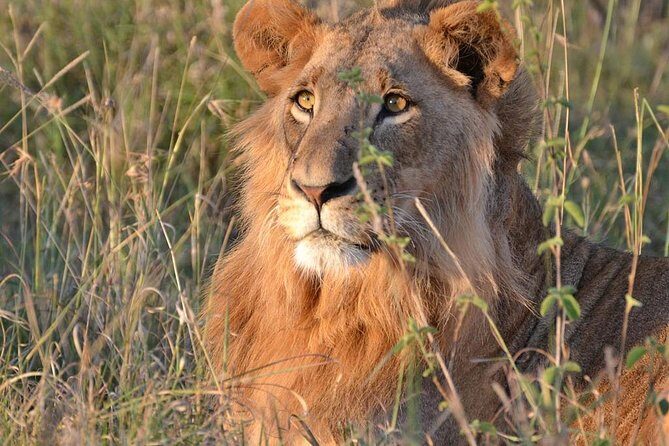 2 Days Tsavo east Jeep Safari (minimum 2 persons) - What to Expect on Your Tsavo East Safari