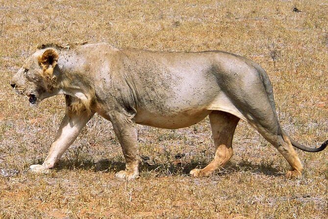 2 Days Tsavo east Jeep Safari (minimum 2 persons) - Who Is This Tour Best For?