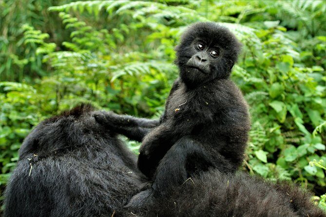 2 days Uganda Gorilla trekking - Exploring the 2 Days Uganda Gorilla Trekking Tour: An Honest Review
