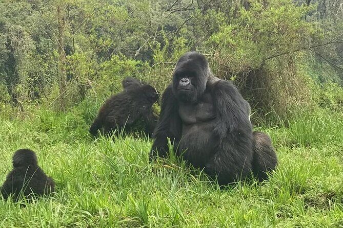 2 days Uganda Gorilla trekking - FAQ