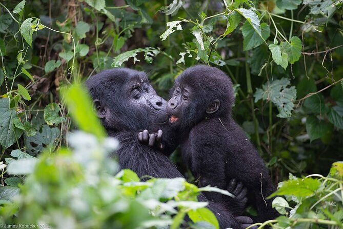2 Days Uganda Gorilla Trekking - Exploring the Itinerary: What to Expect