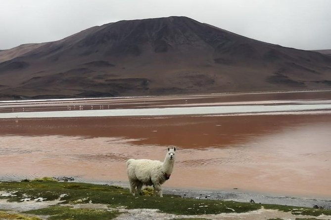 2-days-uyuni-salt-flats-including-laguna-colorada