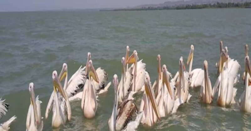 2 days visiting Lake Tana & Blue Nile Waterfall - An Authentic Taste of Ethiopia in Two Days
