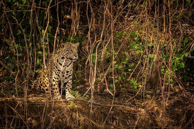 2-Days Wilderness Escape to Pench National Park from Nagpur - Key Points