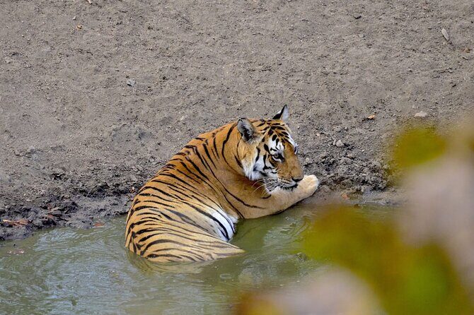 2-Days Wilderness Escape to Pench National Park from Nagpur - The Itinerary in Detail