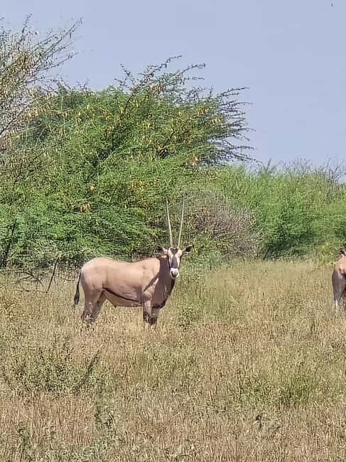 2 Days Wildlife & Bird Watching Tours to Awash National Park - An In-Depth Look at the 2-Day Awash Experience