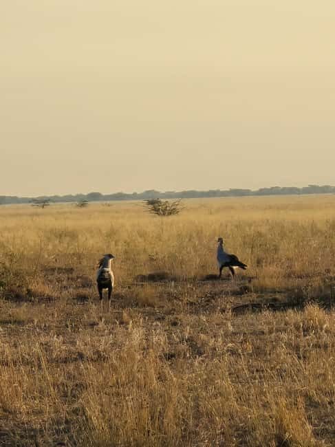2 Days Wildlife & Bird Watching Tours to Awash National Park - Authentic Experiences and Final Thoughts