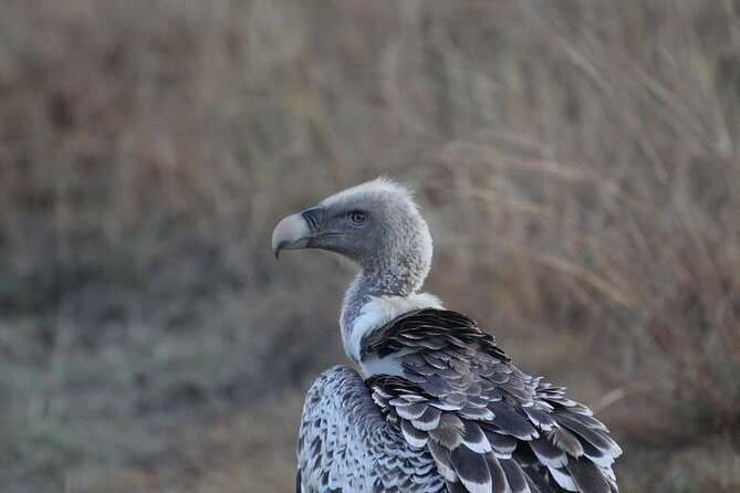 2 Days Wildlife game drives Through Tarangire and Ngorongoro Crater - FAQ