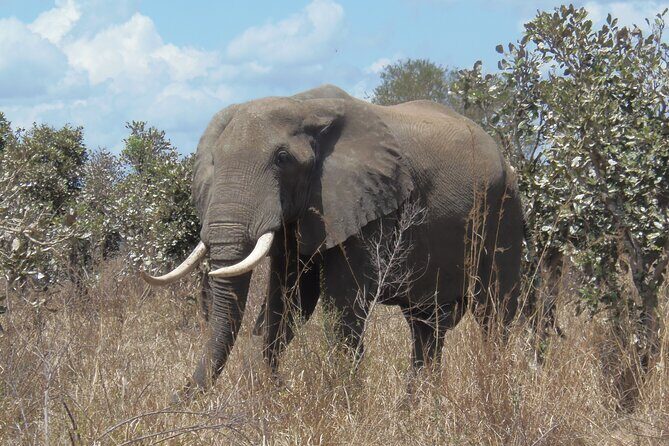 2 Days Wildlife Safari in Mikumi National Park - An In-Depth Look at the 2-Day Mikumi Safari Experience